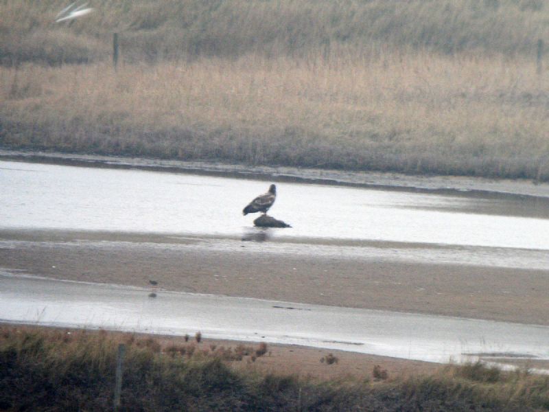 White-tailed Eagle - 16-03-2015