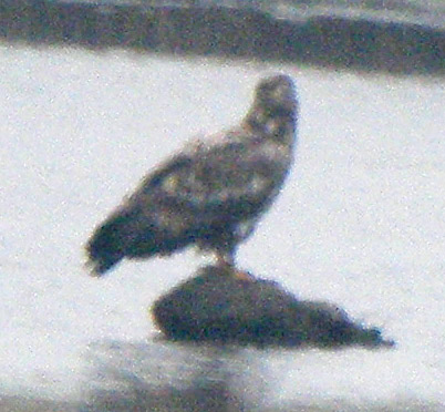 White-tailed Eagle - 16-03-2015