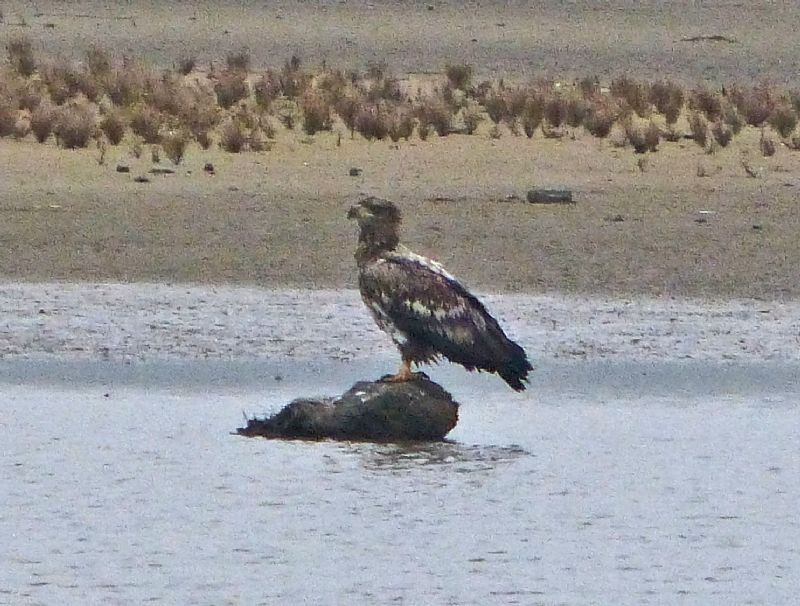 White-tailed Eagle - 16-03-2015