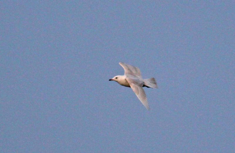 Iceland Gull - 18-03-2015