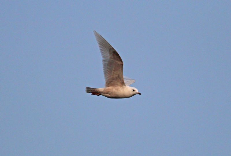 Iceland Gull - 18-03-2015