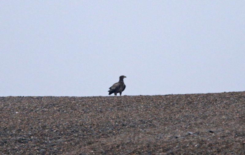 White-tailed Eagle - 16-03-2015