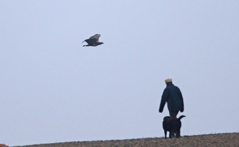 White-tailed Eagle - 16-03-2015