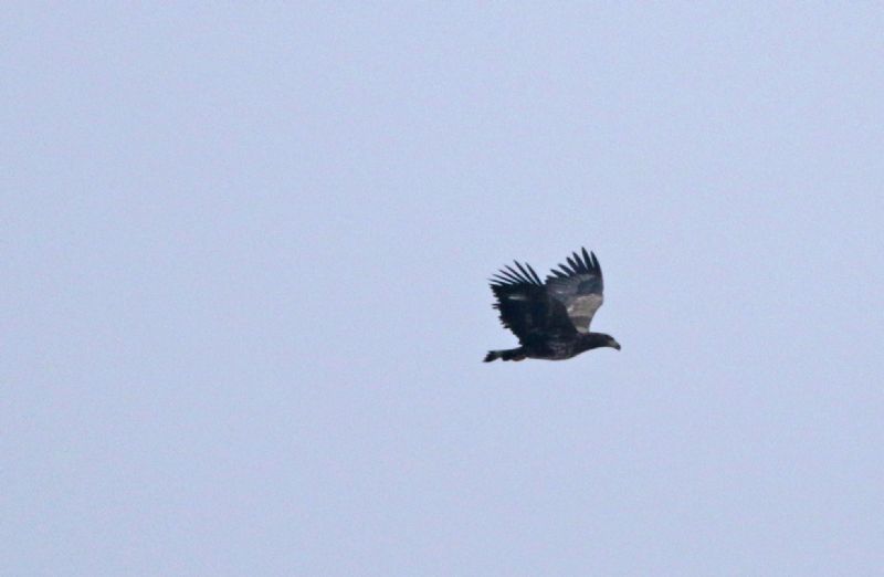 White-tailed Eagle - 16-03-2015