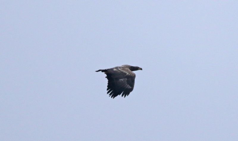 White-tailed Eagle - 16-03-2015