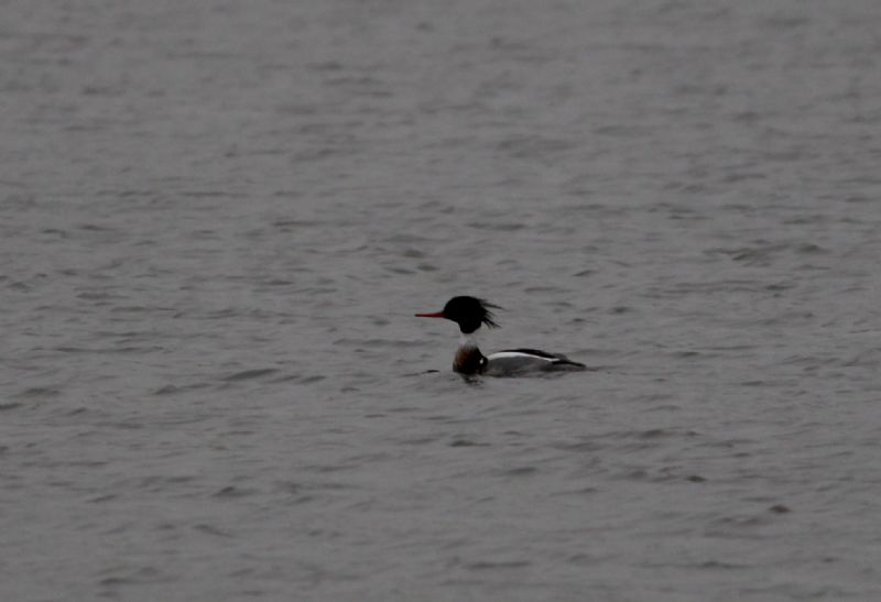 Red-breasted Merganser - 19-03-2015