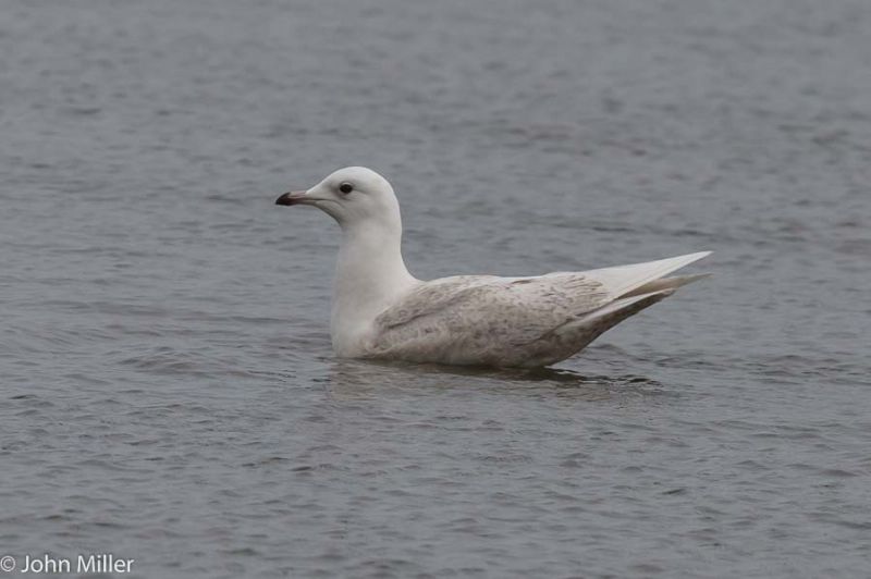 Iceland Gull - 21-03-2015