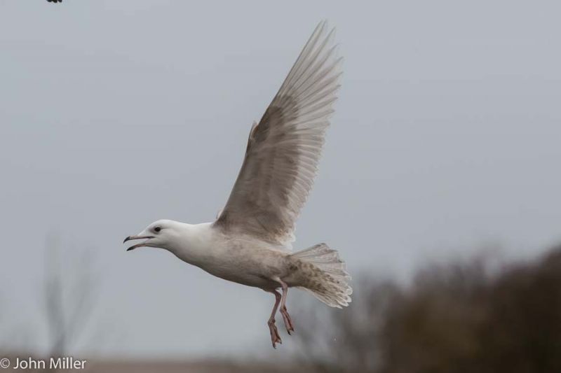 Iceland Gull - 21-03-2015