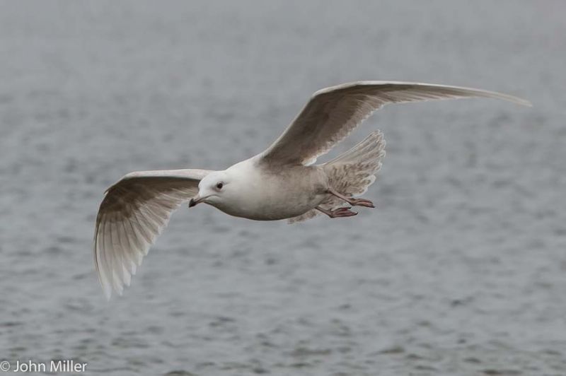 Iceland Gull - 21-03-2015