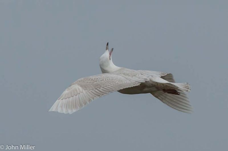 Iceland Gull - 21-03-2015