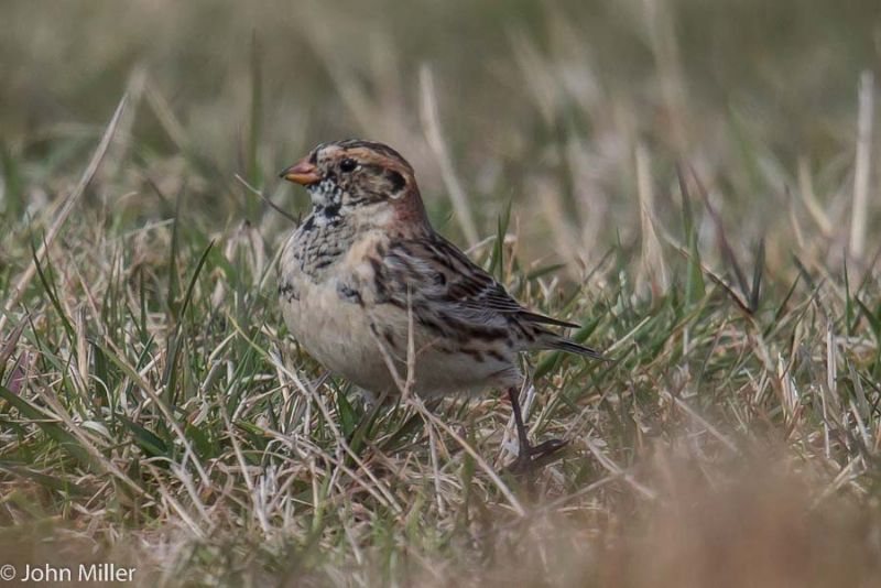 Lapland Bunting - 22-03-2015