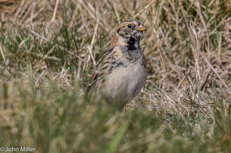 Lapland Bunting - 22-03-2015