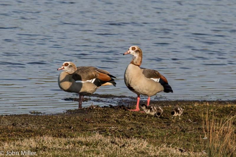 Egyptian Goose - 22-03-2015