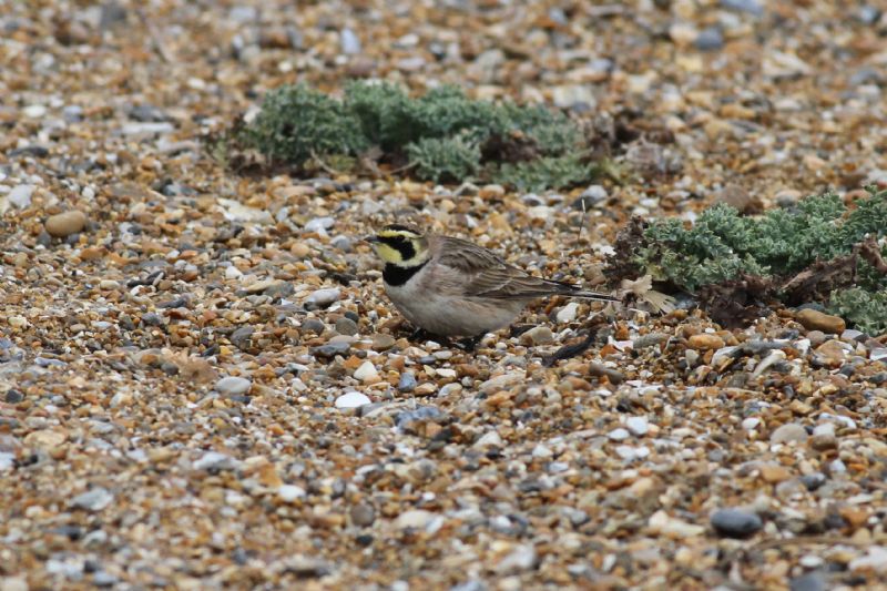 Shore Lark - 26-03-2015