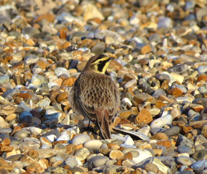 Shore Lark - 27-03-2015