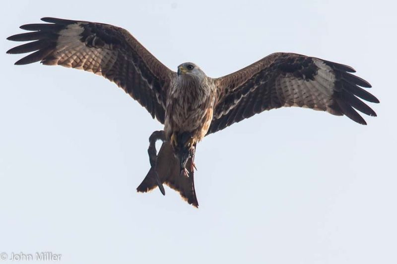 Red Kite - 07-04-2015