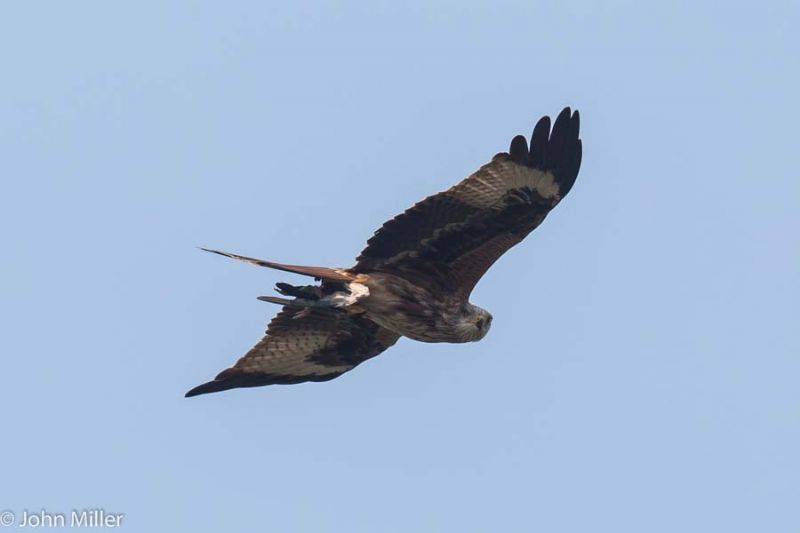 Red Kite - 07-04-2015