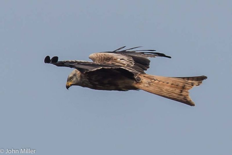 Red Kite - 07-04-2015