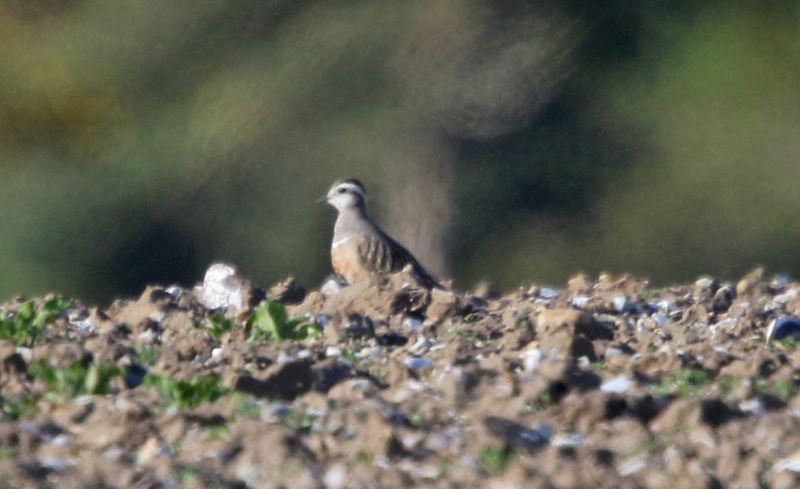 Dotterel - 17-04-2015