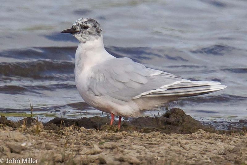 Little Gull - 17-04-2015