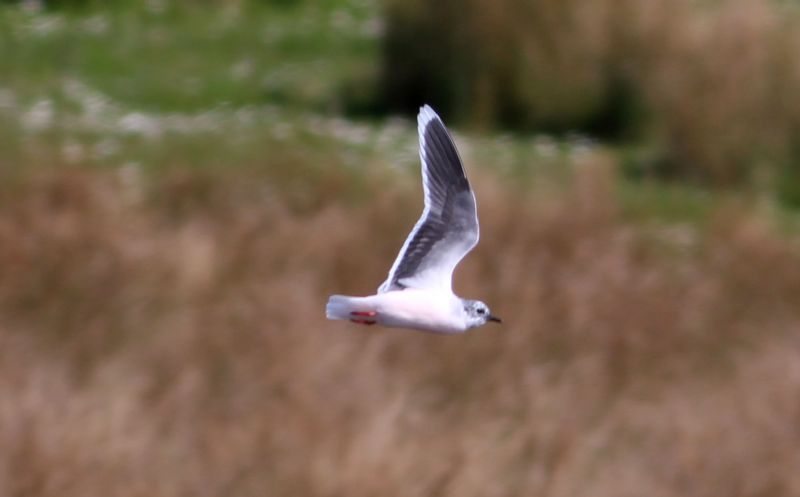 Little Gull - 17-04-2015