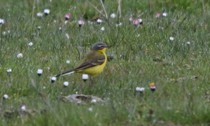 Blue-headed Wagtail - 16-04-2015