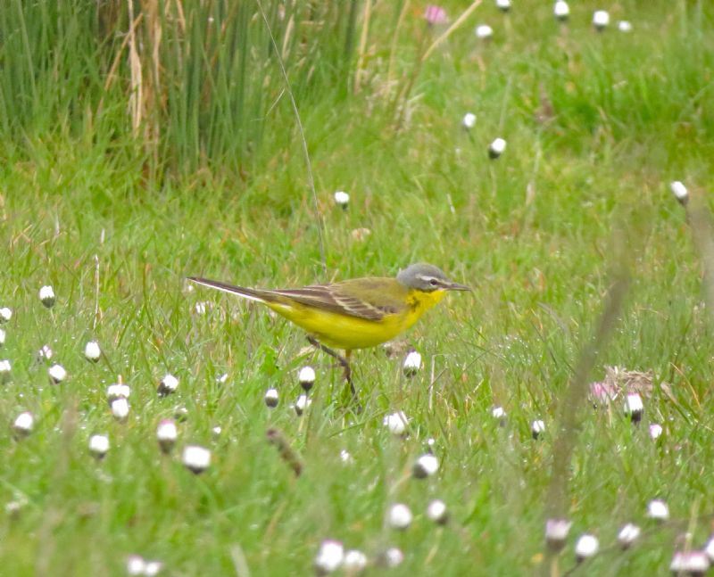 Blue-headed Wagtail - 16-04-2015