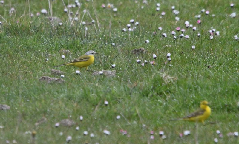 Yellow Wagtail - 16-04-2015