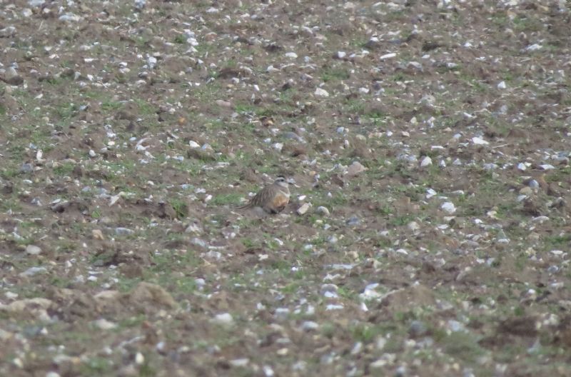 Dotterel - 18-04-2015