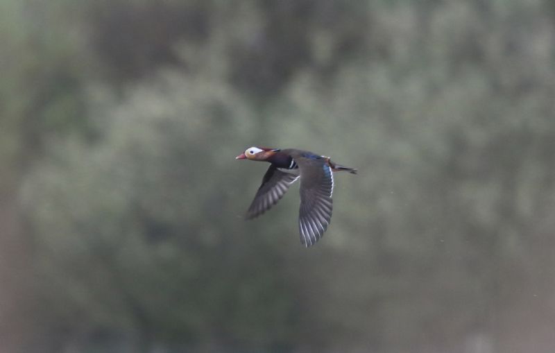 Mandarin Duck - 19-04-2015