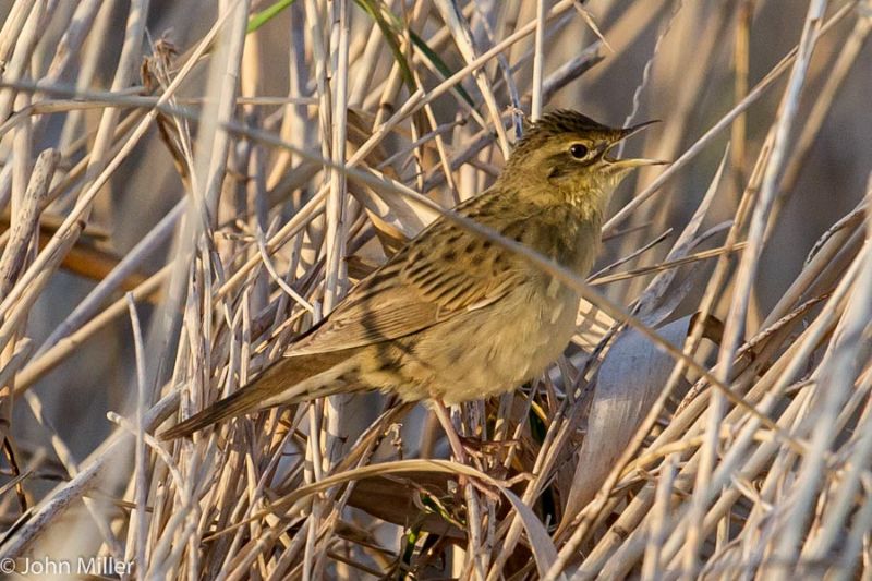 Grasshopper Warbler - 19-04-2015