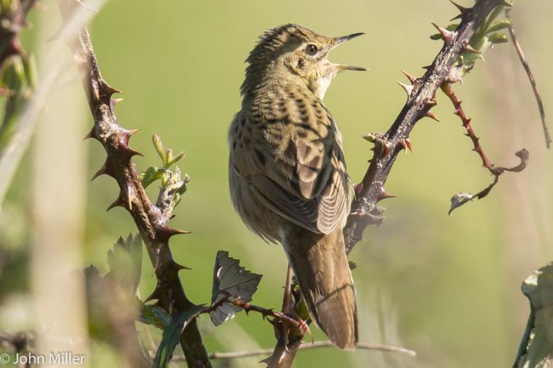 Grasshopper Warbler - 20-04-2015