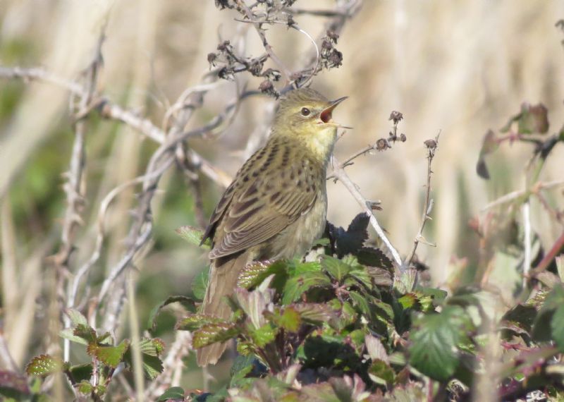 Grasshopper Warbler - 20-04-2015