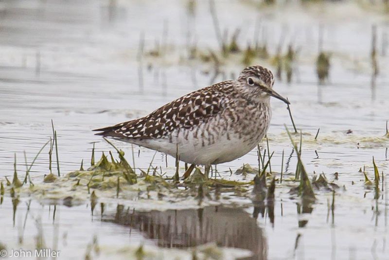 Wood Sandpiper - 24-04-2015