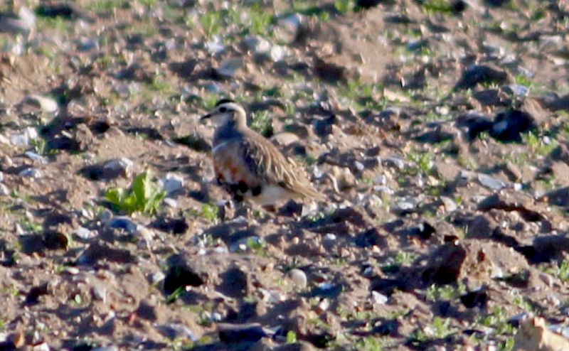 Dotterel - 20-04-2015