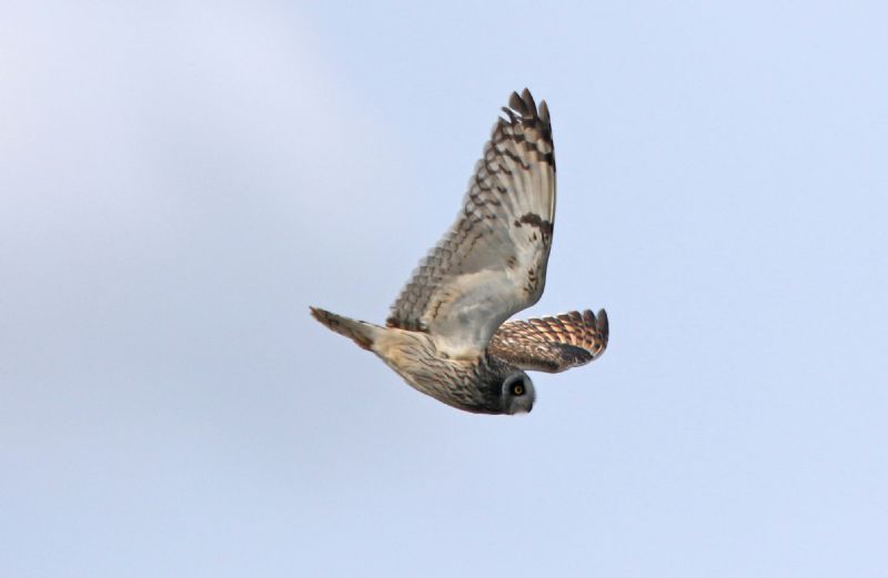 Short-eared Owl - 09-05-2015