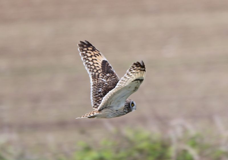 Short-eared Owl - 09-05-2015