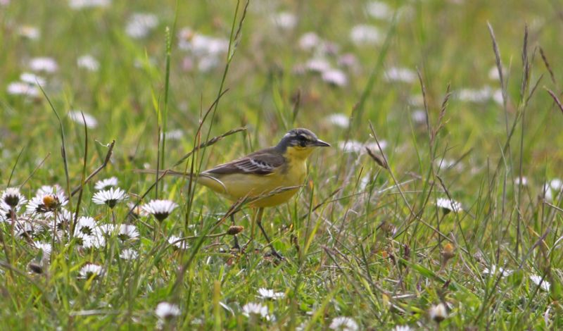 Blue-headed Wagtail - 15-05-2015