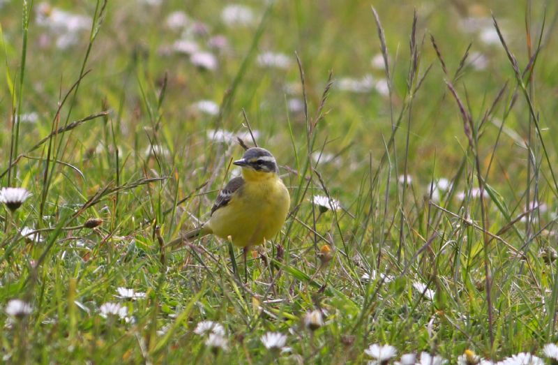 Blue-headed Wagtail - 15-05-2015