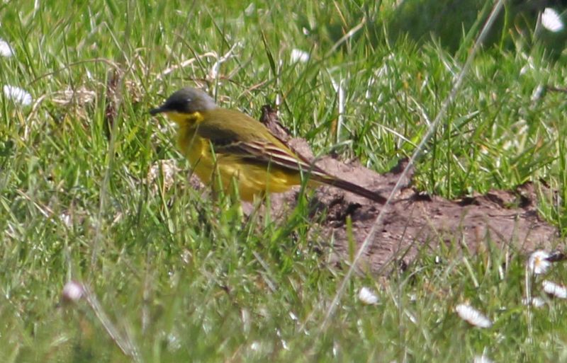 Grey-headed Wagtail - 17-05-2015