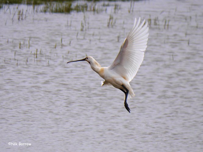 Spoonbill - 20-05-2015