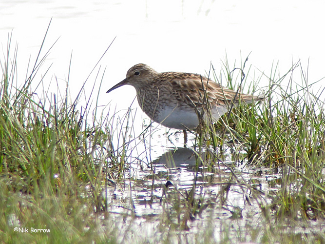 Pectoral Sandpiper - 20-05-2015