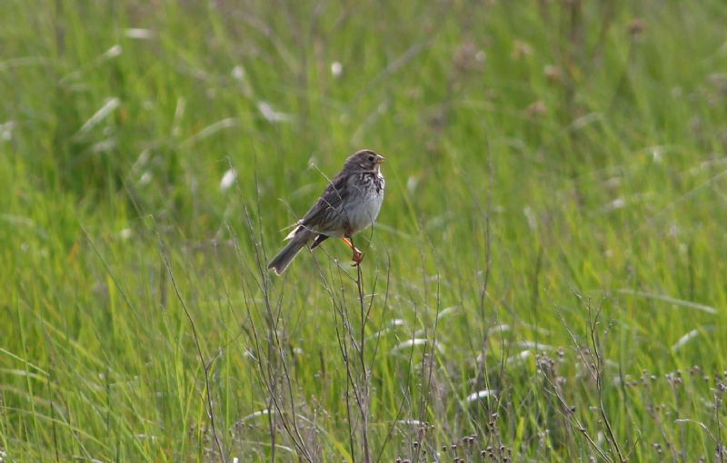 Corn Bunting - 24-05-2015