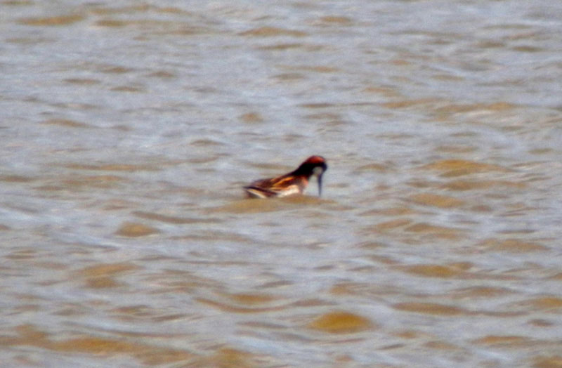 Red-necked Phalarope - 30-05-2015