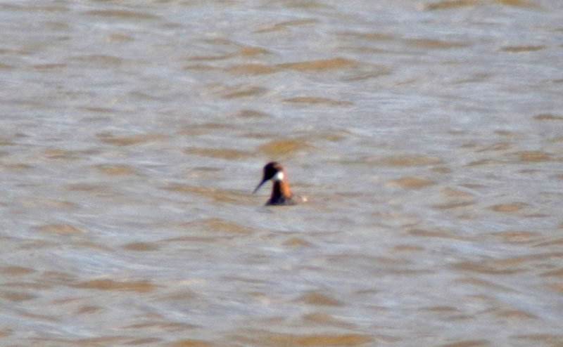 Red-necked Phalarope - 30-05-2015