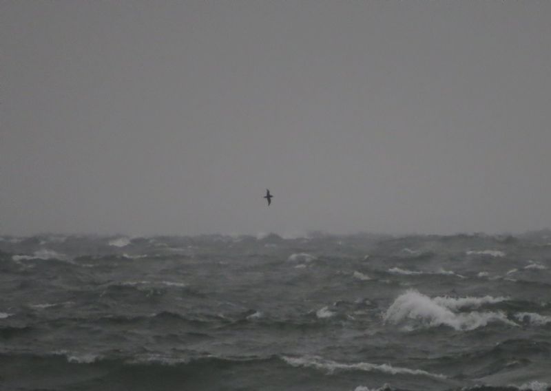 Manx Shearwater - 14-06-2015