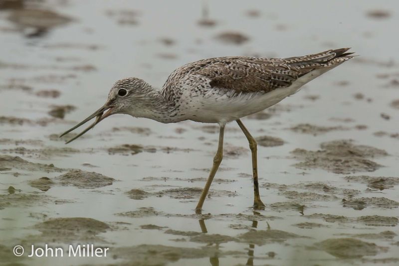 Greenshank - 24-06-2015