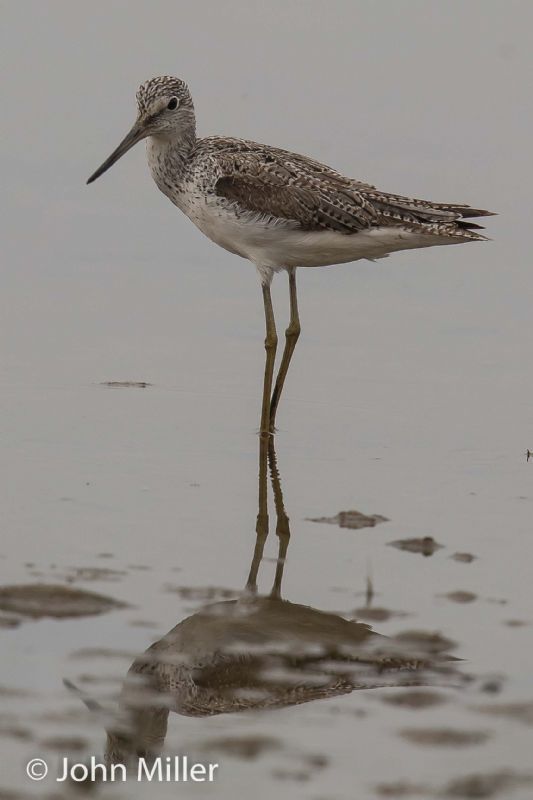 Greenshank - 24-06-2015