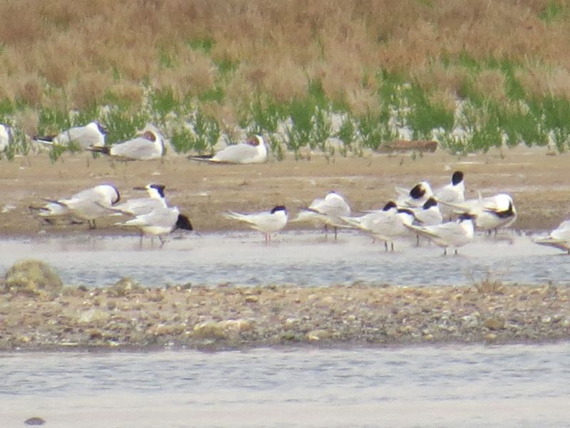 Roseate Tern - 01-07-2015