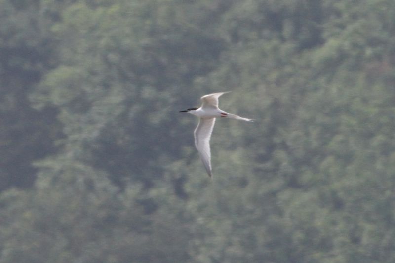 Roseate Tern - 02-07-2015